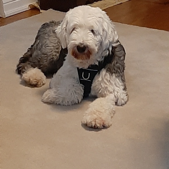 Meet your Posher, Susan - Picture 1 of 1